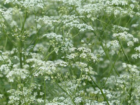 Kostenlose foto blühen Weiß Feld Wiese Blume Lebensmittel Kraut