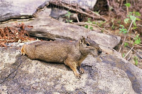 Minden Pictures - Rock Cavy (Kerodon rupestris) Caatinga, Brazil - Luiz ...