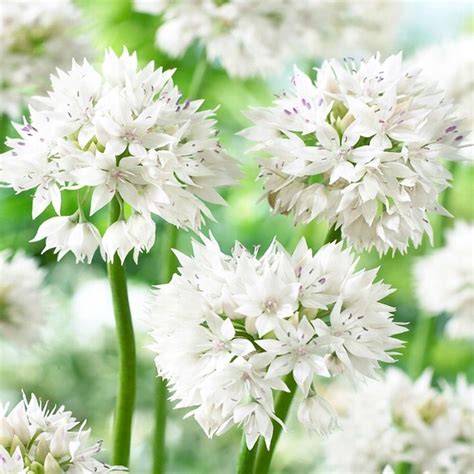 Allium Czosnek Ozdobny Gracefull Beauty Szt Cena Opinie Bulwy