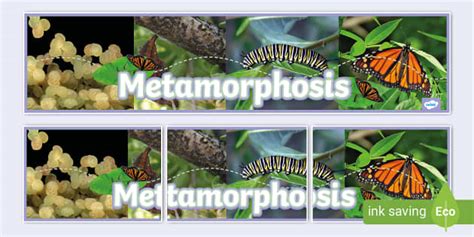 Metamorphosis Display Banner Teacher Made Twinkl