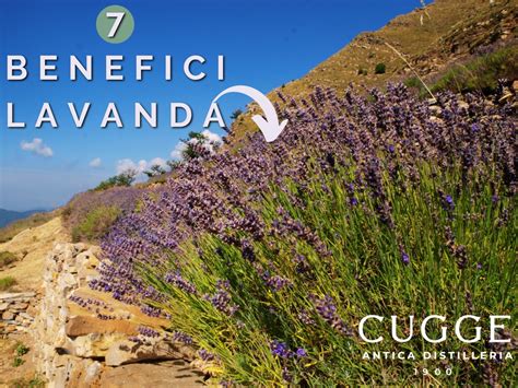 Olio Essenziale Di Lavanda 7 Benefici Fondamentali Antica