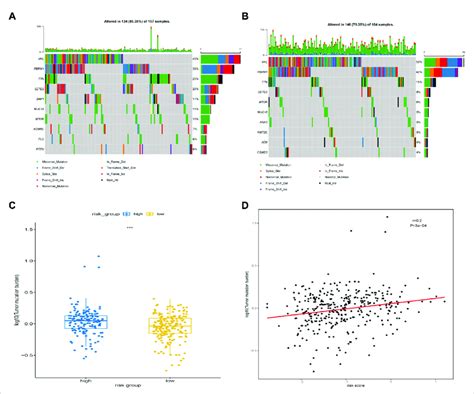 Somatic Mutation Features Between High Risk Group And Low Risk Group