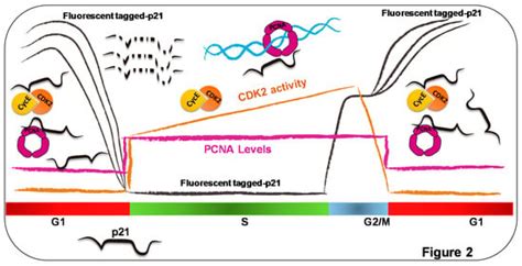 Genes Free Full Text Cdk Independent And Pcna Dependent Functions