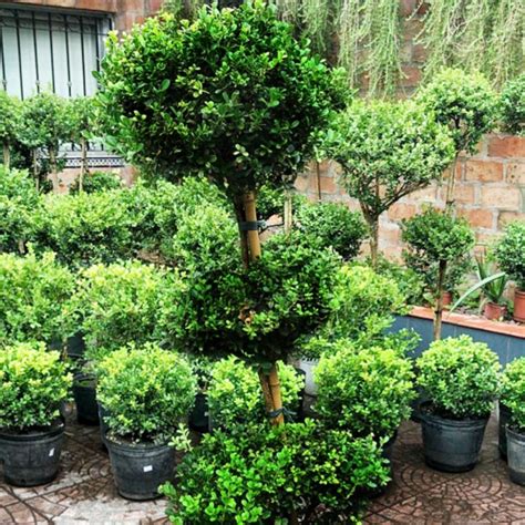 Buxus Topiario 3 Copas Comprar En Vivero Mario