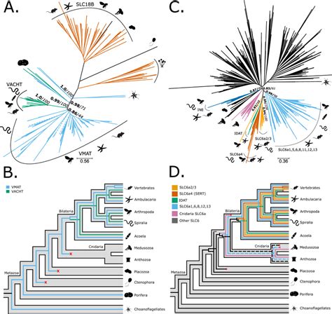 Phylogeny And Reconciliation For Vesicular Monoamine Transporters