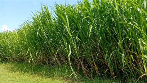 Rumput Untuk Pakan Ternak Yang Bermacam Macam - ClimChalp