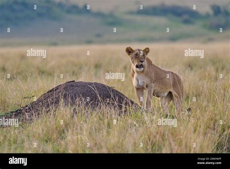 African Lion Panthera Leo Female Standing On Termite Mound In