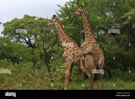 Giraffe Mating Banque De Photographies Et Dimages à Haute Résolution