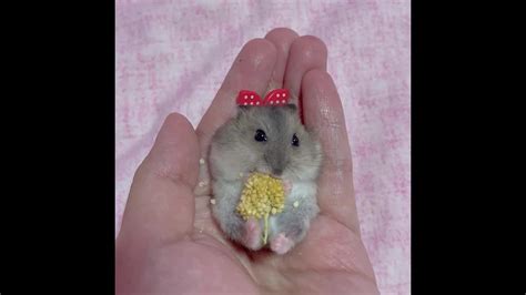 Hamster Baby