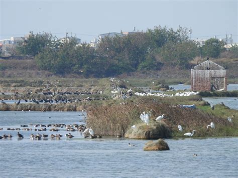 擁抱低碳世 把水找回來 「虹吸管」現身布袋廢鹽田 復育濕地打造候鳥棲地