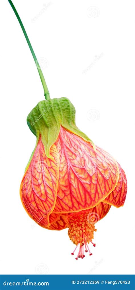 Abutilon Flowering Maple Is Shaped Like Bells Or Lanterns Close Up