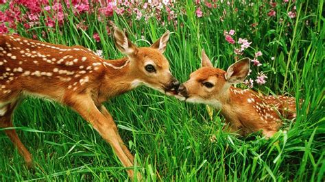 Baby Deer Wallpapers Wallpaper Cave