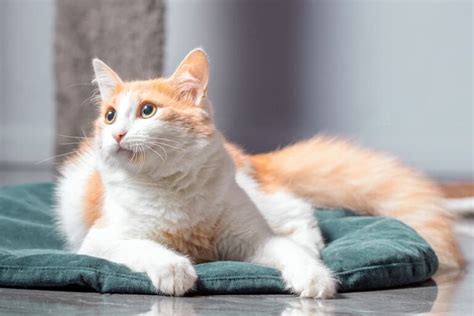 Matted Cat Hair How To Handle It Great Pet Care