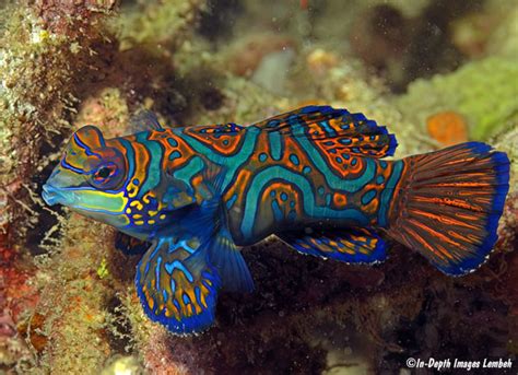 Synchiropus splendidus, Lembeh Strait, Sulawesi, Indonesia