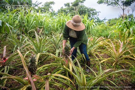 Cultivo de piña Finca San Antonio Cuajiniquil Juigalpa Visita