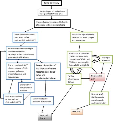 A Simplified Flowchart Of Pathological Events After Spinal Cord Injury