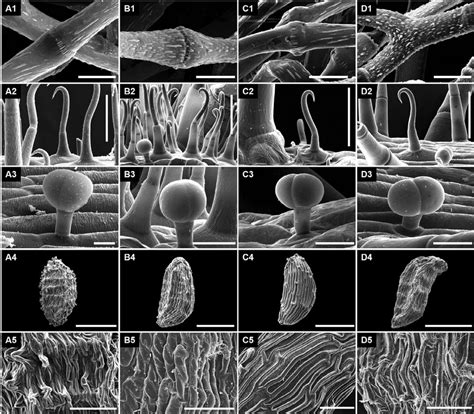 Micro Morphological Characters Of Species In The Metapetrocosmea W T