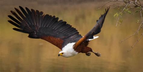 14 Incredible Facts About The Fish Eagle Africas Greatest Raptor