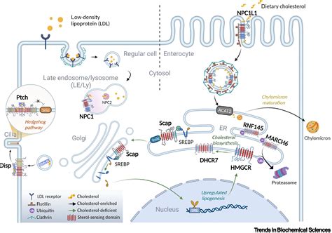 Structural Advances In Sterol Sensing Domain Containing Proteins