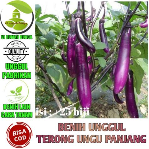 Jual Benih Sayuran Terong Ungu Hibrida Unggul Terong Ungu Panjang F