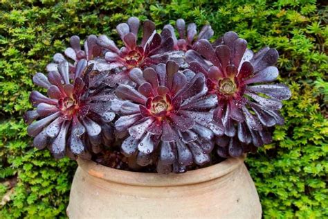 The Best Care Tips For Aeonium Succulent Plants