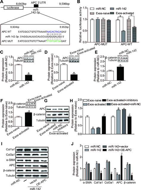 Mir 142 Targets Apc Resulting In The Activation Of Wnt Pathway A Download Scientific