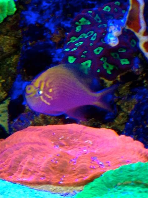 Photo 3 Sunburst Anthia Fairy Wrasse Fathead Sunburst