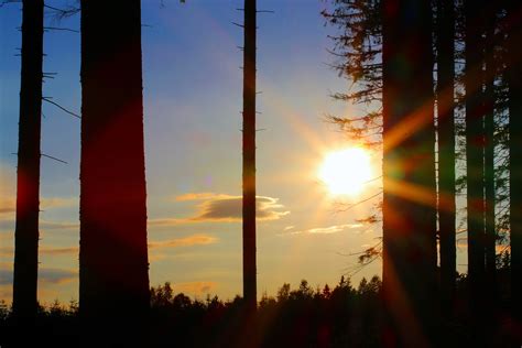 Ilmaisia Kuvia puu metsä valo pilvi taivas auringonnousu