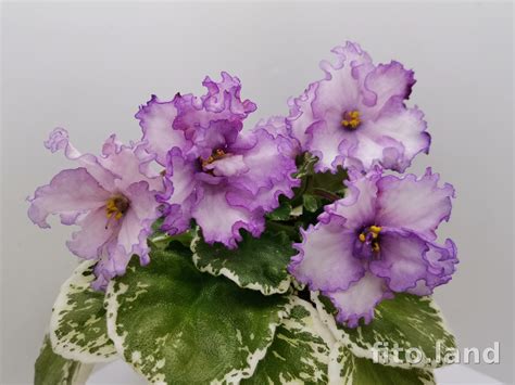 Фиалка Dn-Султана