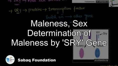 Maleness Sex Determination Of Maleness By Sry Gene Biology Lecture Sabaqpk Youtube