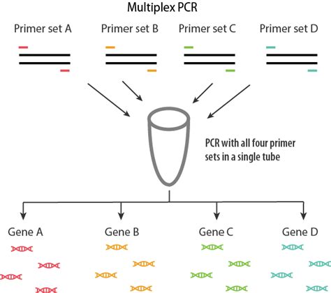 Polymerase Chain Reaction PCR Variations To The System Abm Inc