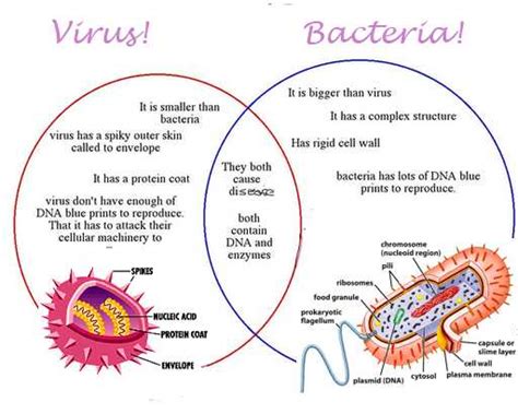 Perbedaan Virus Dan Bakteri Arti Ciri Anatomi Dan Reproduksi Jagad Id