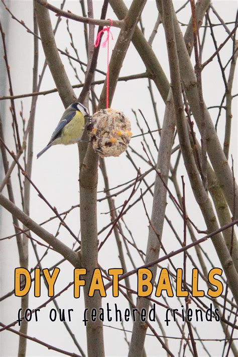 Easy Diy Fat Balls For Birds Homestead Herbs Healing Holistic Living