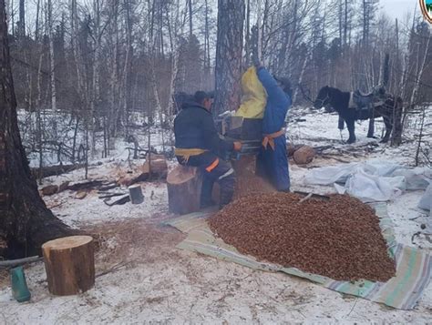 Хилийн бүс нутгуудад самар олборлож байгаа иргэдийг уулнаас буулгах ...