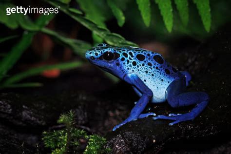 Blue poison dart frog Dendrobates tinctorius azureus 이미지 1894718991