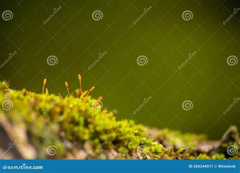 Tree Bark Covered With Green Moss In The Temperate Rainforest Macro