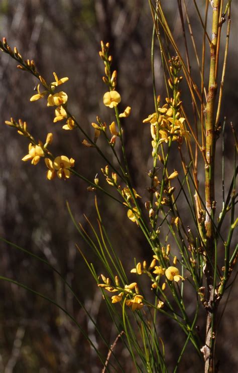 Vicflora Viminaria Juncea