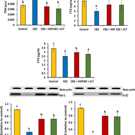 The Potential Preventive Effect Of Hesperidin Hsp And Eltroxin Elt