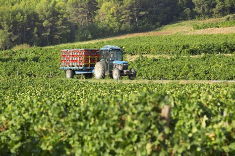 Vignobles Découvertes Un peu dhistoire sur les nouveaux domaines