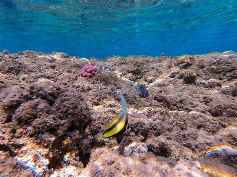 Red Sea Bannerfish Heniochus Intermedius At Coral Reef Stock Image