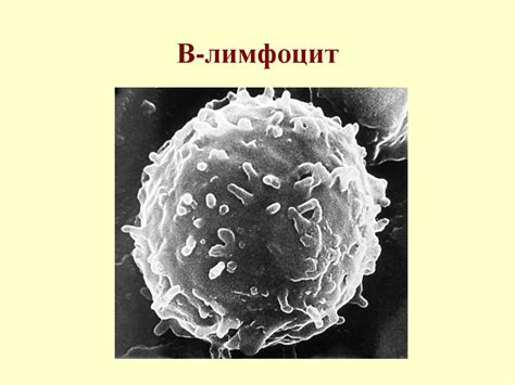 В - система иммунитета. В-лимфоциты (bursa fabricius) - online presentation