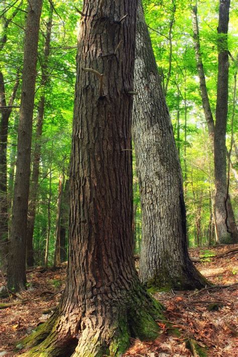 Free Images Tree Nature Wilderness Branch Sky Wood Hiking