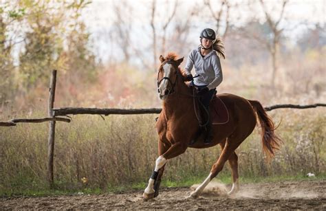 Reiten Lernen Für Anfänger Die Besten Tipps Für Deinen Optimalen