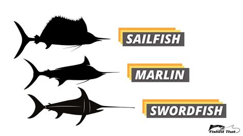 Swordfish vs. Sailfish vs. Marlin: What Is the Difference? - Fished That