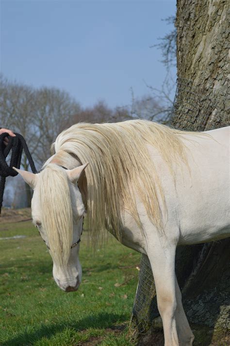 Geweldige Cremello Nmprs Hengst Ter Dekking Boktnl