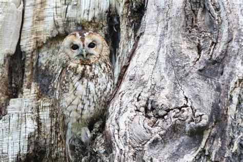 Animais Que Se Camuflam - 8 animais que se camuflam na natureza