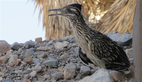 Wildlife Wednesday: Greater Roadrunners | Red Rock Canyon Las Vegas