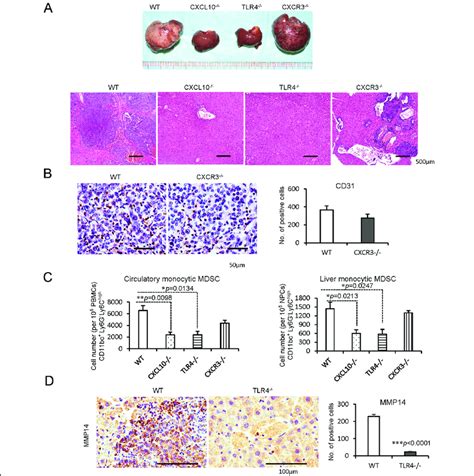 Inhibited Cancer Recurrence With Reduced Monocytic Mdscs And Mmp In