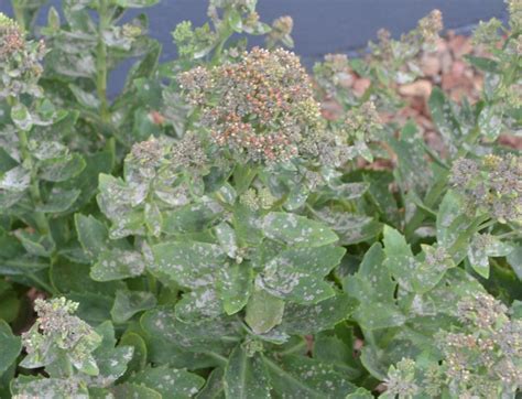 A Stroll Through The Garden Gray Powder On Sedum