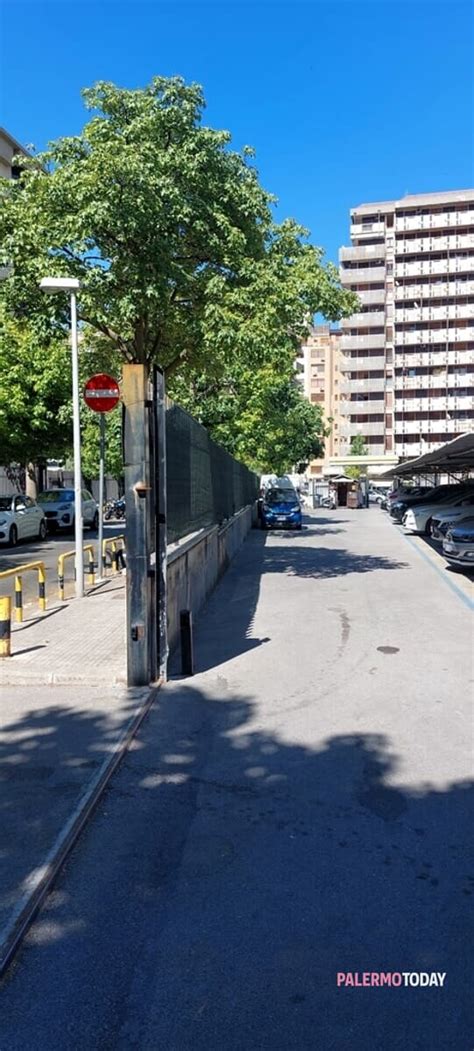 Alberi Pericolanti In Via Toscana Rischiano Di Cadere